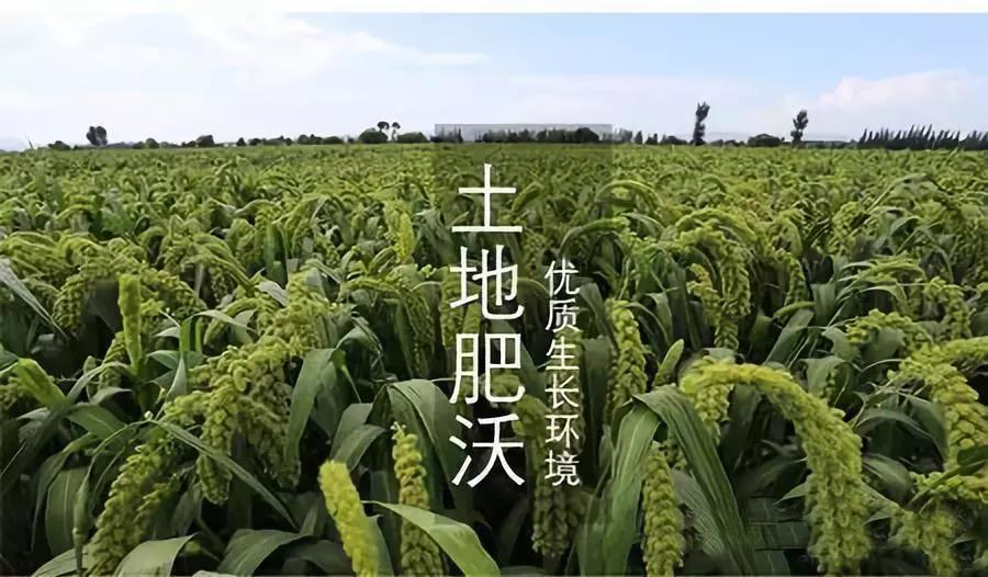最新谷子價(jià)格,最新谷子價(jià)格——科技重塑農(nóng)業(yè)，體驗(yàn)未來谷倉的魅力