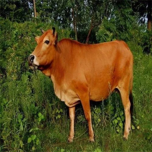 初生牛犢不怕虎最佳生肖,可靠設(shè)計策略解析_L版29.642