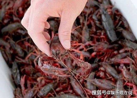 探尋鮮蝦保存秘籍，小巷中的鮮味秘境揭秘！