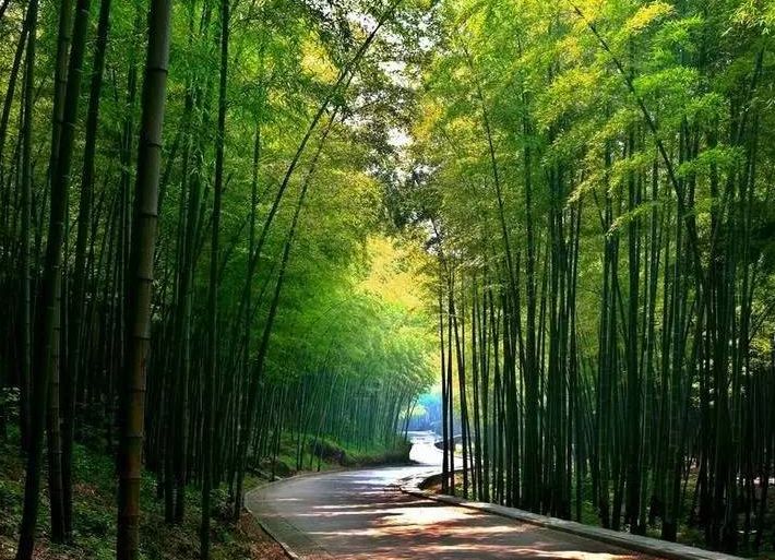 百里竹海旅游建設(shè)最新進(jìn)展，竹海溫情之旅