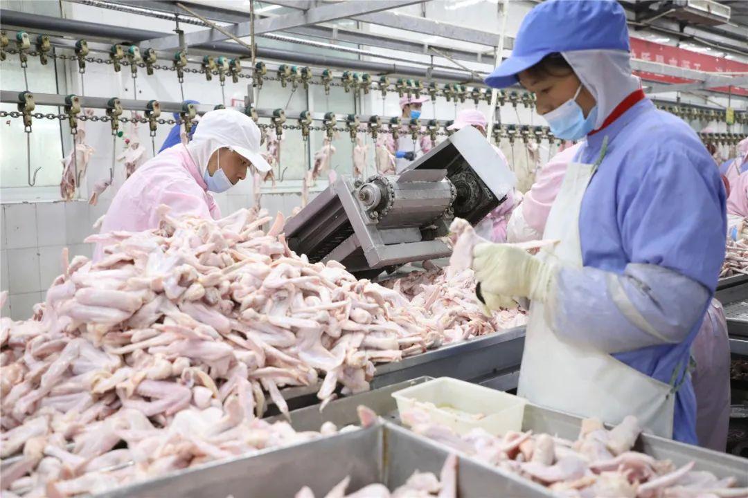 四川最新飼料廠招聘，職位解析與觀點(diǎn)論述