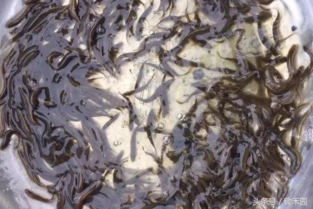 養(yǎng)魚行情深度解析與觀點闡述