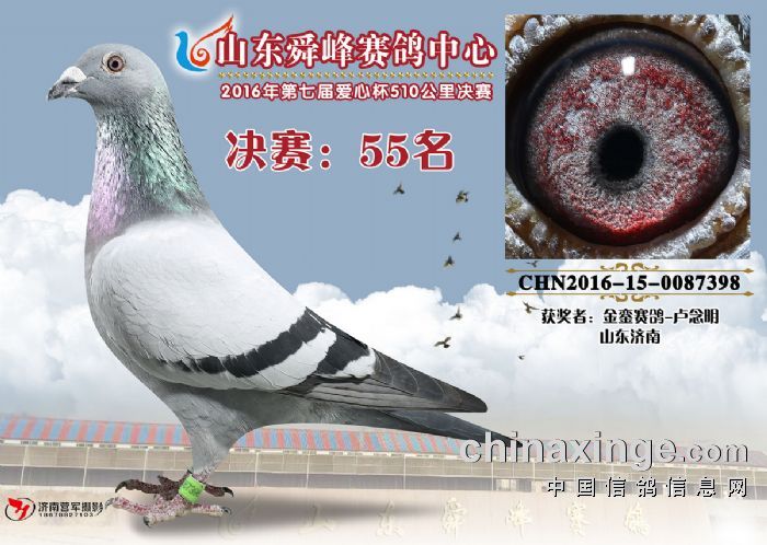 山東舜峰賽鴿公棚最新,山東舜峰賽鴿公棚最新，變化中的力量，自信與成就感的源泉