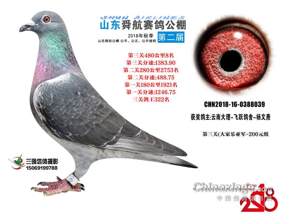 君翼賽鴿公棚最新公告發(fā)布，更新資訊搶先看！