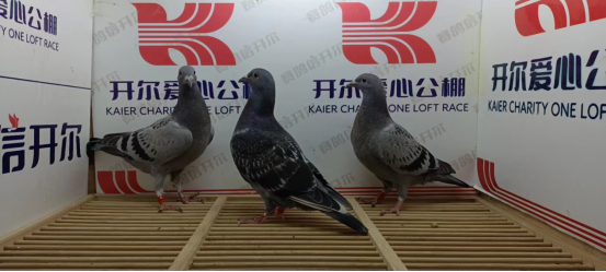 最新動(dòng)態(tài)公告