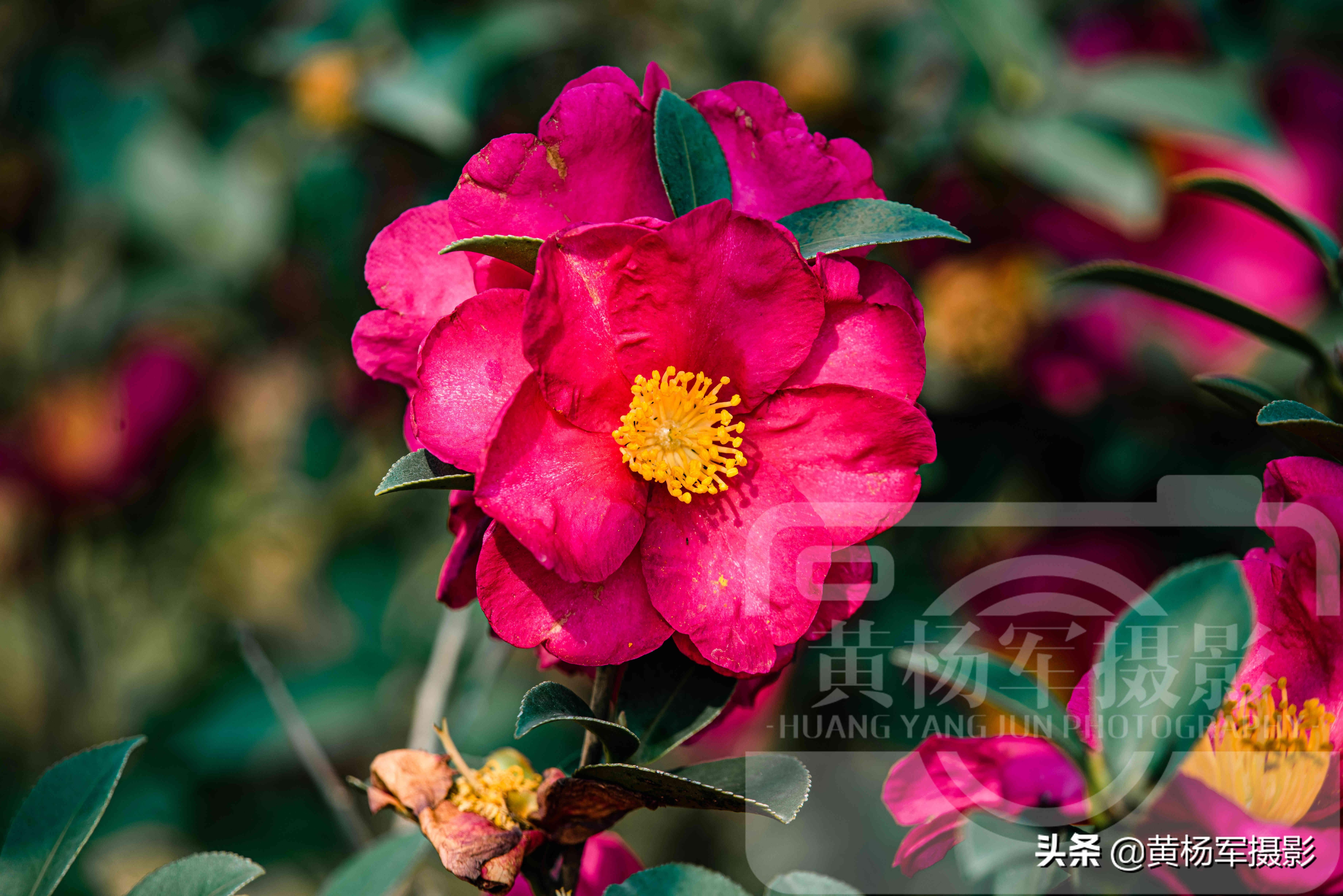 蘋果4s升級最新系統(tǒng)，老機煥發(fā)新生命的溫馨之旅