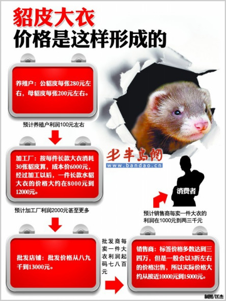最新水貂價格，蛻變的力量與學(xué)習(xí)的魅力